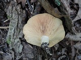 Lactarius controversus image