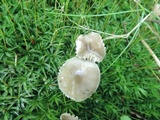 Hygrocybe nitrata image