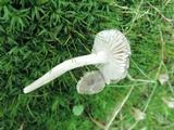 Hygrocybe nitrata image