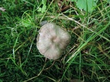 Hygrocybe nitrata image