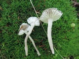 Hygrocybe nitrata image