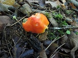 Hygrocybe aurantiosplendens image