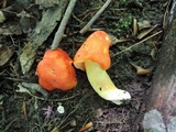 Hygrocybe aurantiosplendens image
