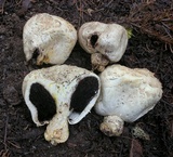 Agaricus inapertus image