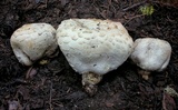 Agaricus inapertus image