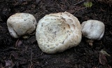 Agaricus inapertus image