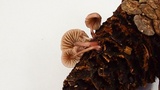 Mycena purpureofusca image