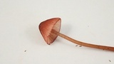 Mycena purpureofusca image