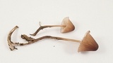 Mycena purpureofusca image