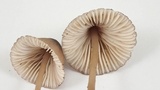 Mycena purpureofusca image