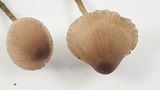 Mycena purpureofusca image