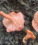 Cantharellus coccolobae image