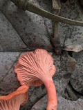 Cantharellus coccolobae image