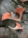 Cantharellus coccolobae image