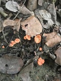Cantharellus coccolobae image