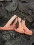Cantharellus coccolobae image