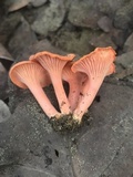 Cantharellus coccolobae image