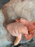 Cantharellus coccolobae image