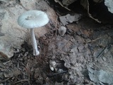 Amanita farinosa image