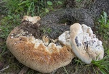 Inonotus dryadeus image