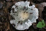 Russula parvovirescens image