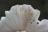 Russula parvovirescens image