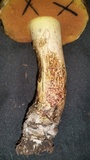 Suillellus hypocarycinus image