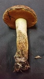 Suillellus hypocarycinus image