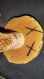 Suillellus hypocarycinus image
