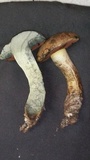 Suillellus hypocarycinus image
