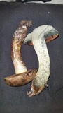 Suillellus hypocarycinus image