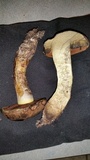 Suillellus hypocarycinus image