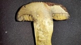 Suillellus hypocarycinus image