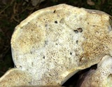 Tylopilus rubrobrunneus image