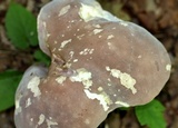 Tylopilus rubrobrunneus image