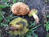 Boletus luridellus image