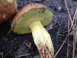 Boletus luridellus image