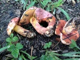 Butyriboletus floridanus image