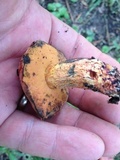 Butyriboletus floridanus image