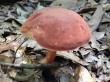 Xanthoconium purpureum image