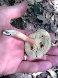 Xanthoconium purpureum image