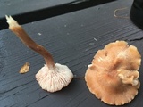 Cantharellus appalachiensis image