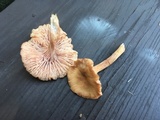 Cantharellus appalachiensis image