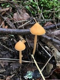 Entoloma quadratum image