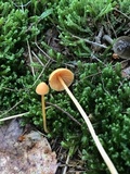 Entoloma quadratum image