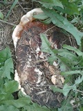 Ganoderma sessile image