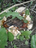 Ganoderma sessile image