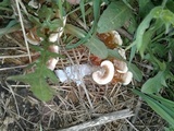 Ganoderma sessile image