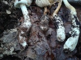 Amanita rhopalopus image