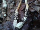 Amanita rhopalopus image